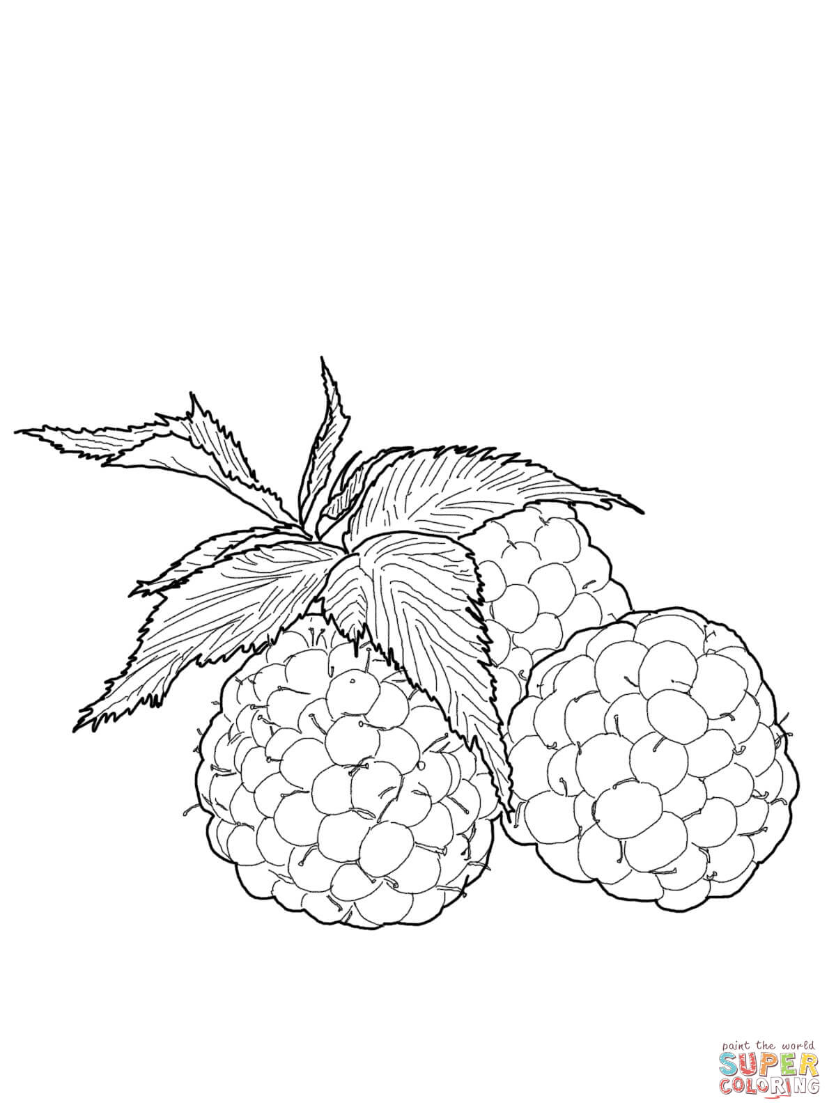 34 Tasty Raspberry Coloring Page Printable 26