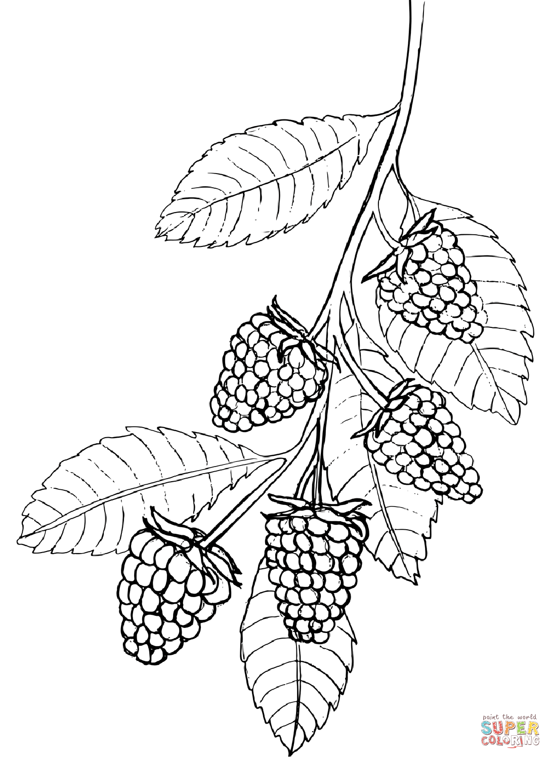 34 Tasty Raspberry Coloring Page Printable 28