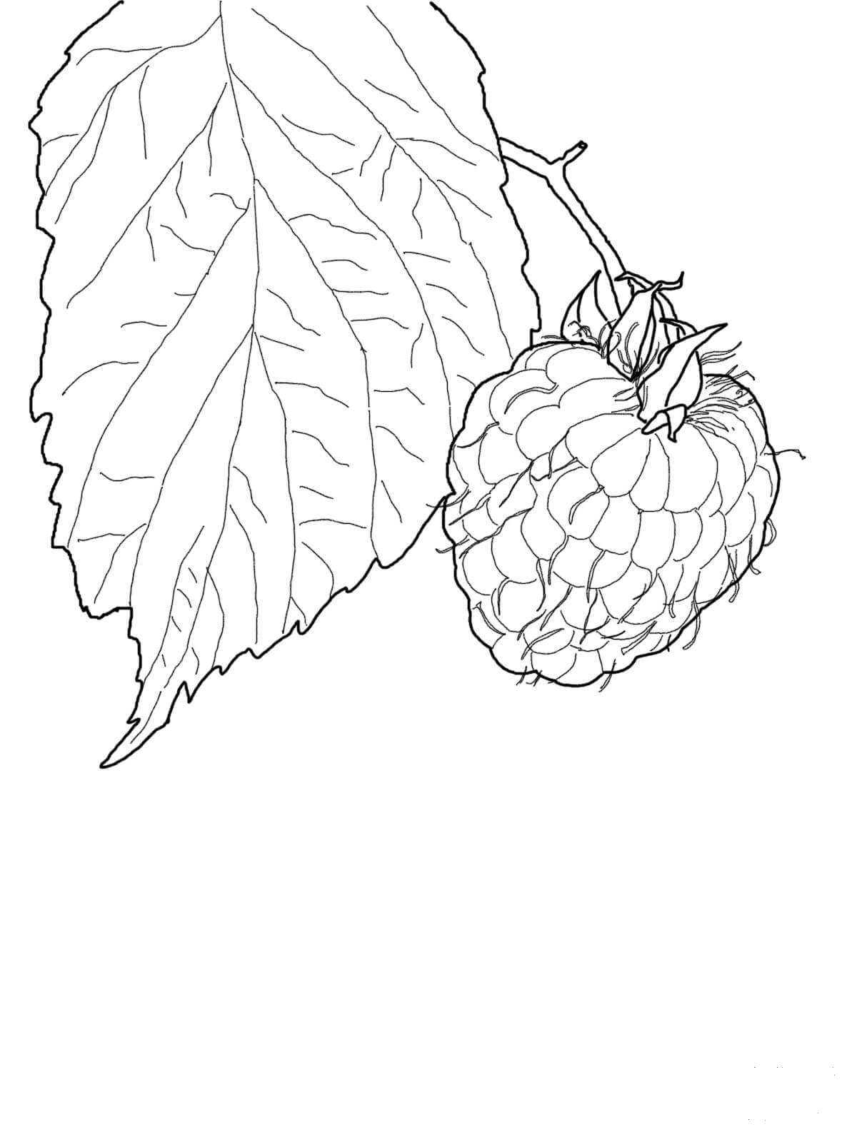 34 Tasty Raspberry Coloring Page Printable 29