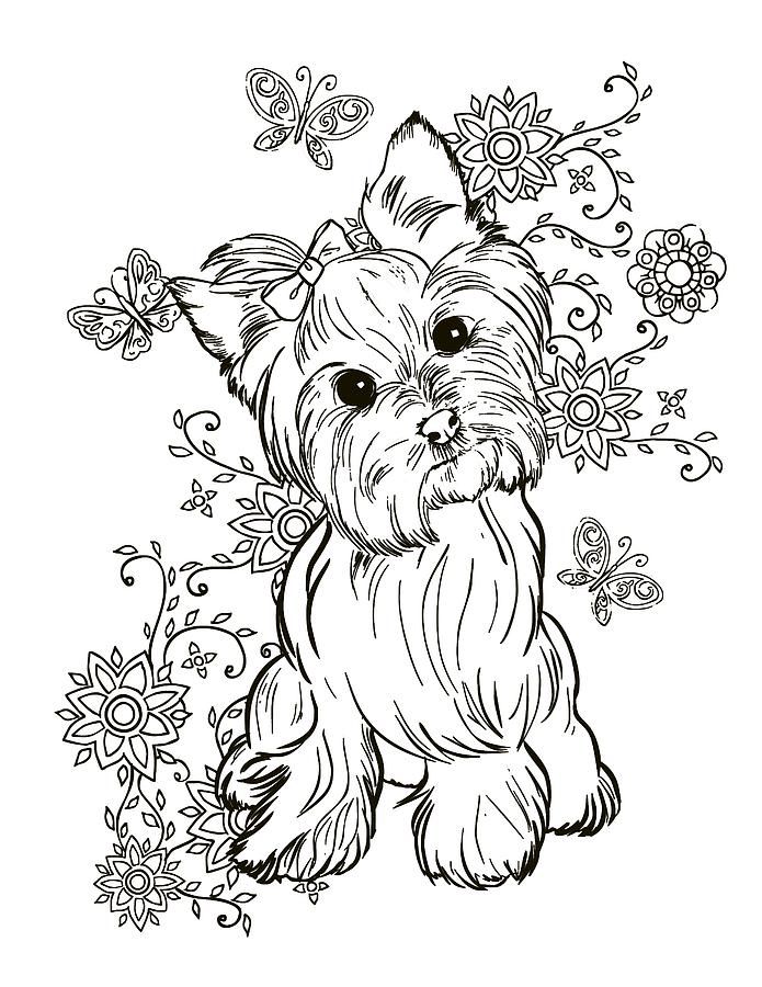 36 Cute Yorkie Coloring Pages Printable 1