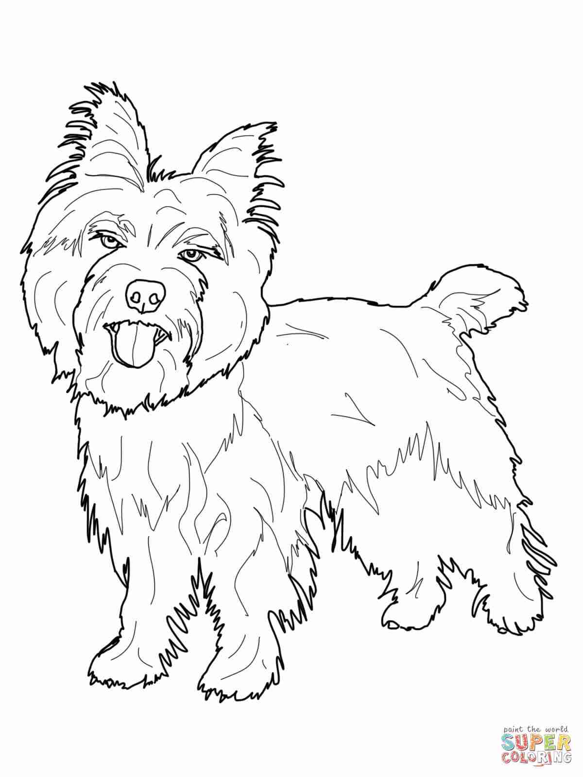 36 Cute Yorkie Coloring Pages Printable 10