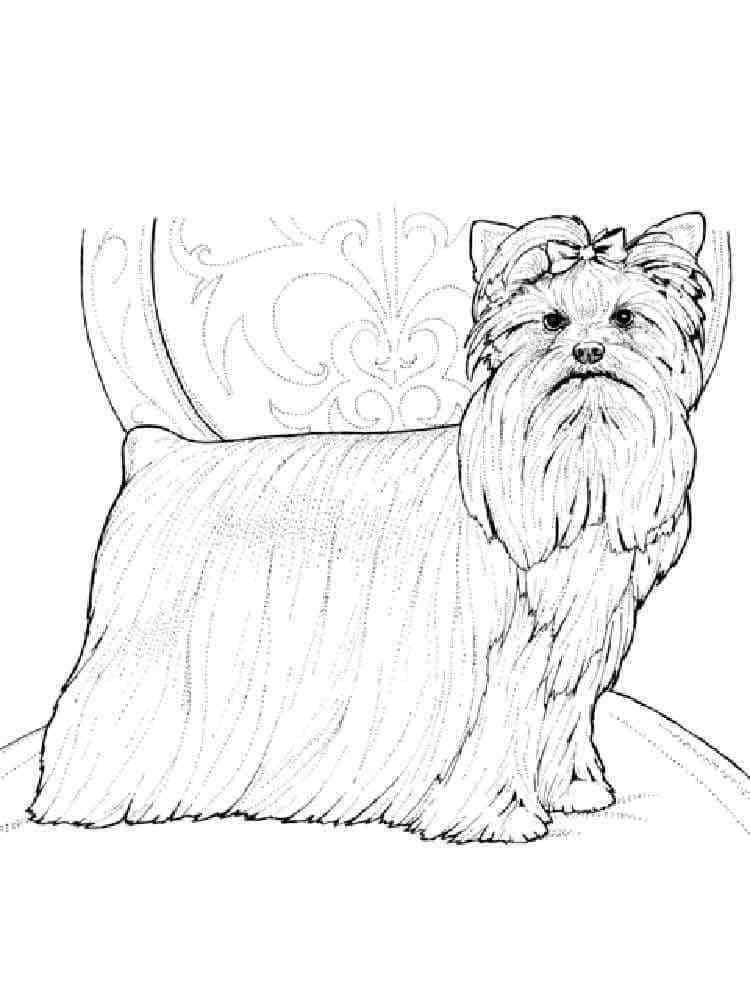 36 Cute Yorkie Coloring Pages Printable 11