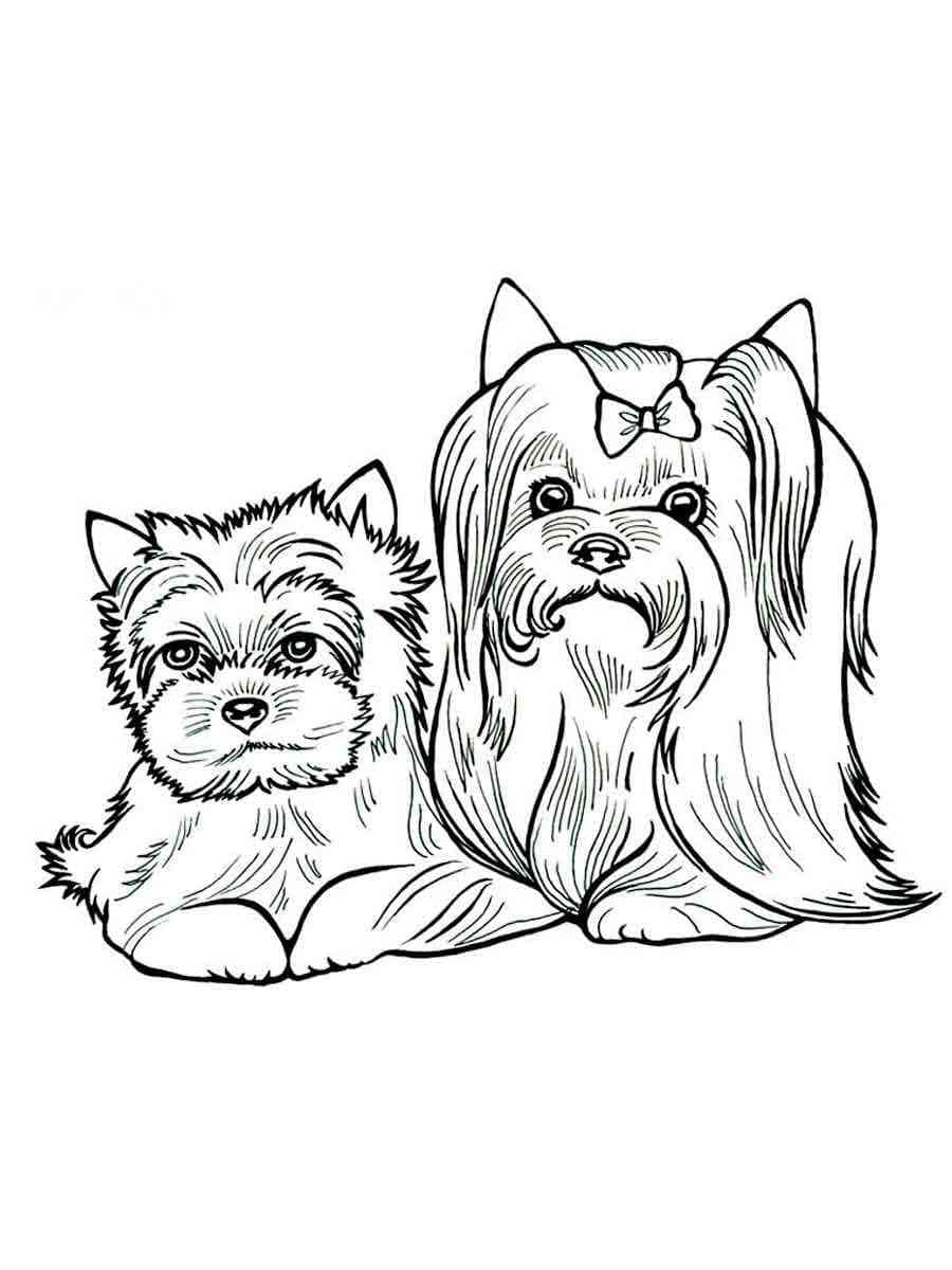 36 Cute Yorkie Coloring Pages Printable 16