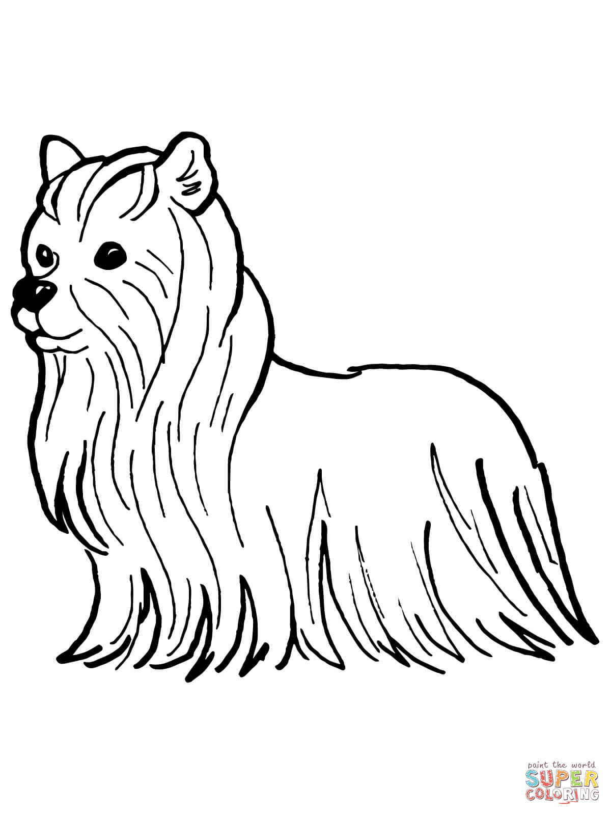 36 Cute Yorkie Coloring Pages Printable 20