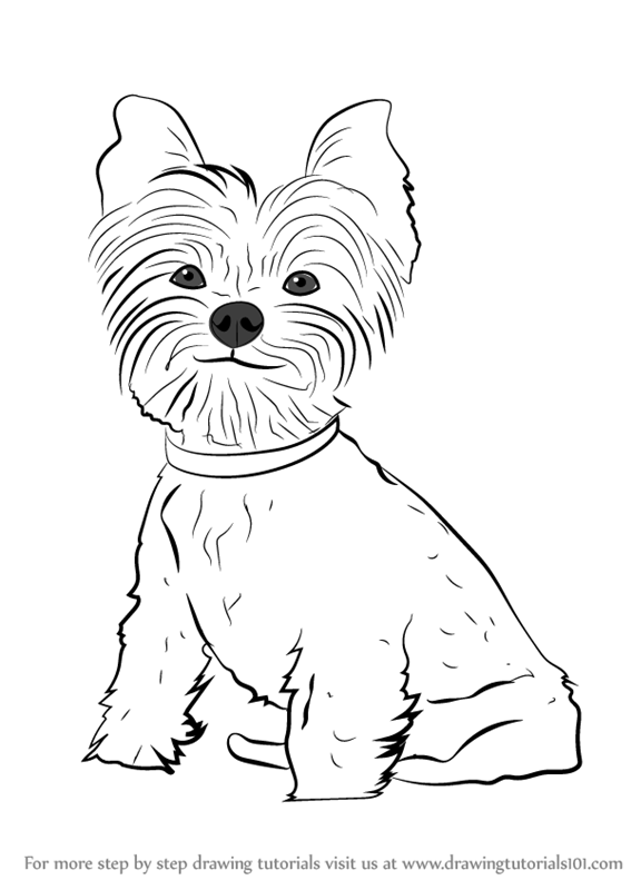 36 Cute Yorkie Coloring Pages Printable 21