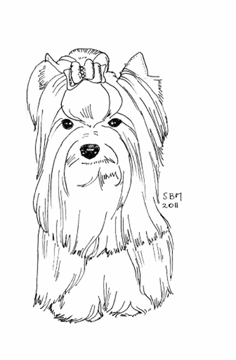 36 Cute Yorkie Coloring Pages Printable 3