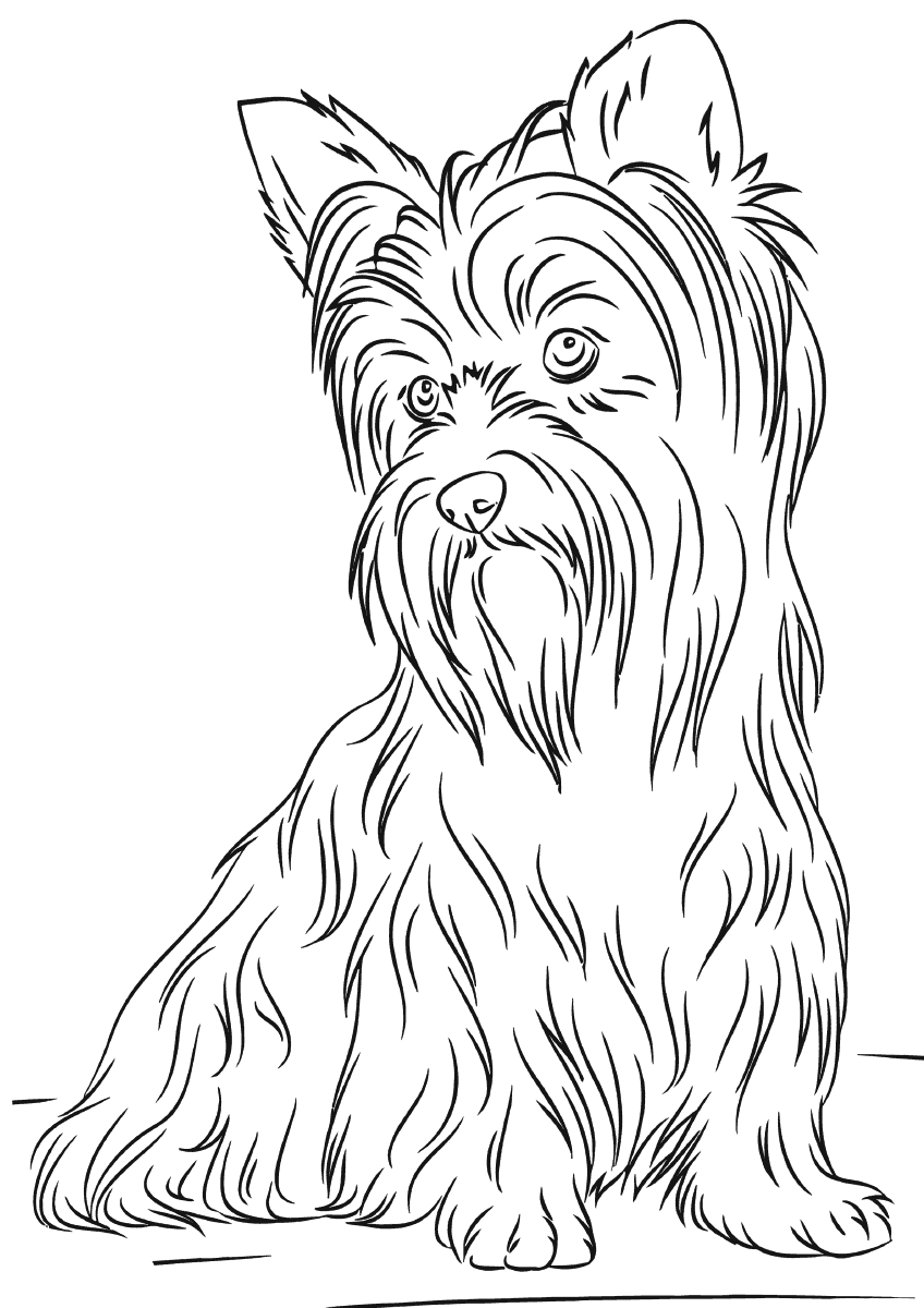 36 Cute Yorkie Coloring Pages Printable 31