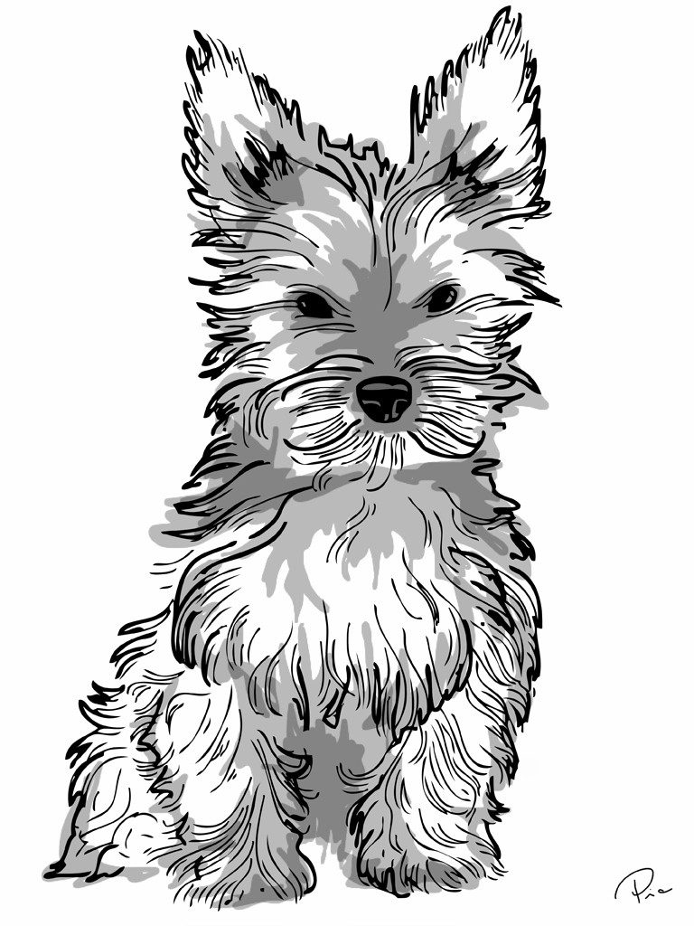 36 Cute Yorkie Coloring Pages Printable 7