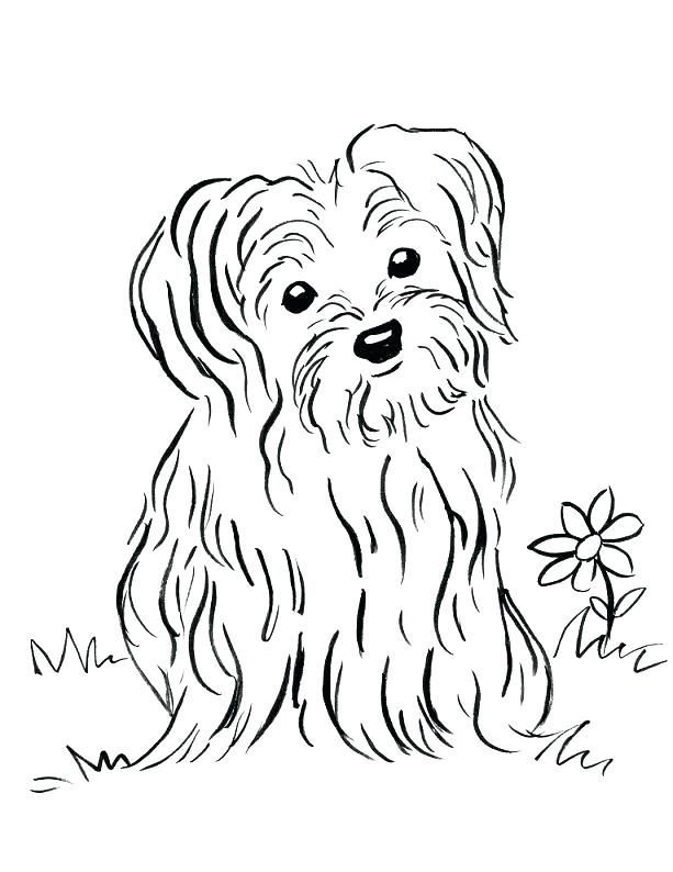 36 Cute Yorkie Coloring Pages Printable 8