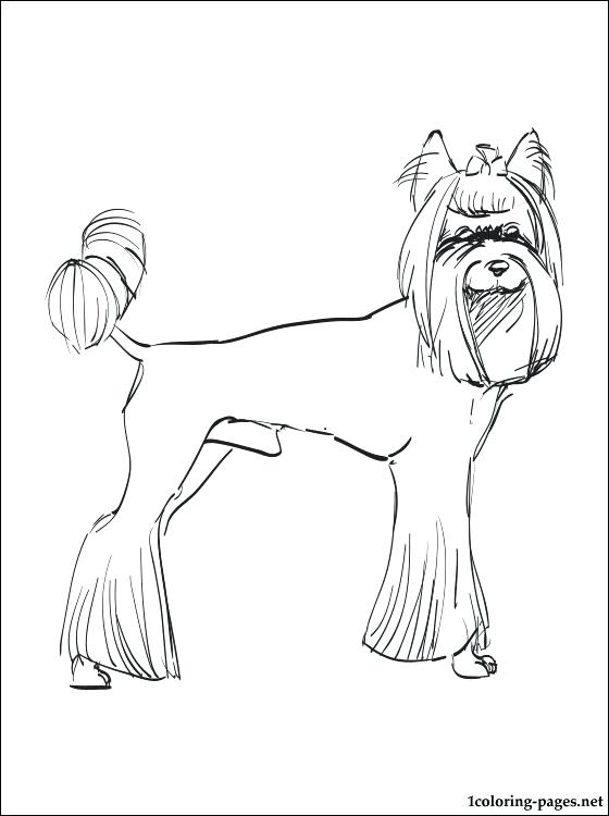 36 Lovely Yorkie Coloring Pages Printable 32