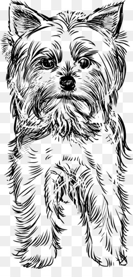 36 Lovely Yorkie Coloring Pages Printable 35