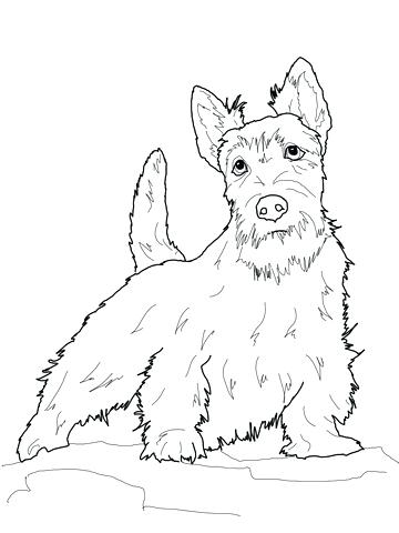 36 Lovely Yorkie Coloring Pages Printable 9