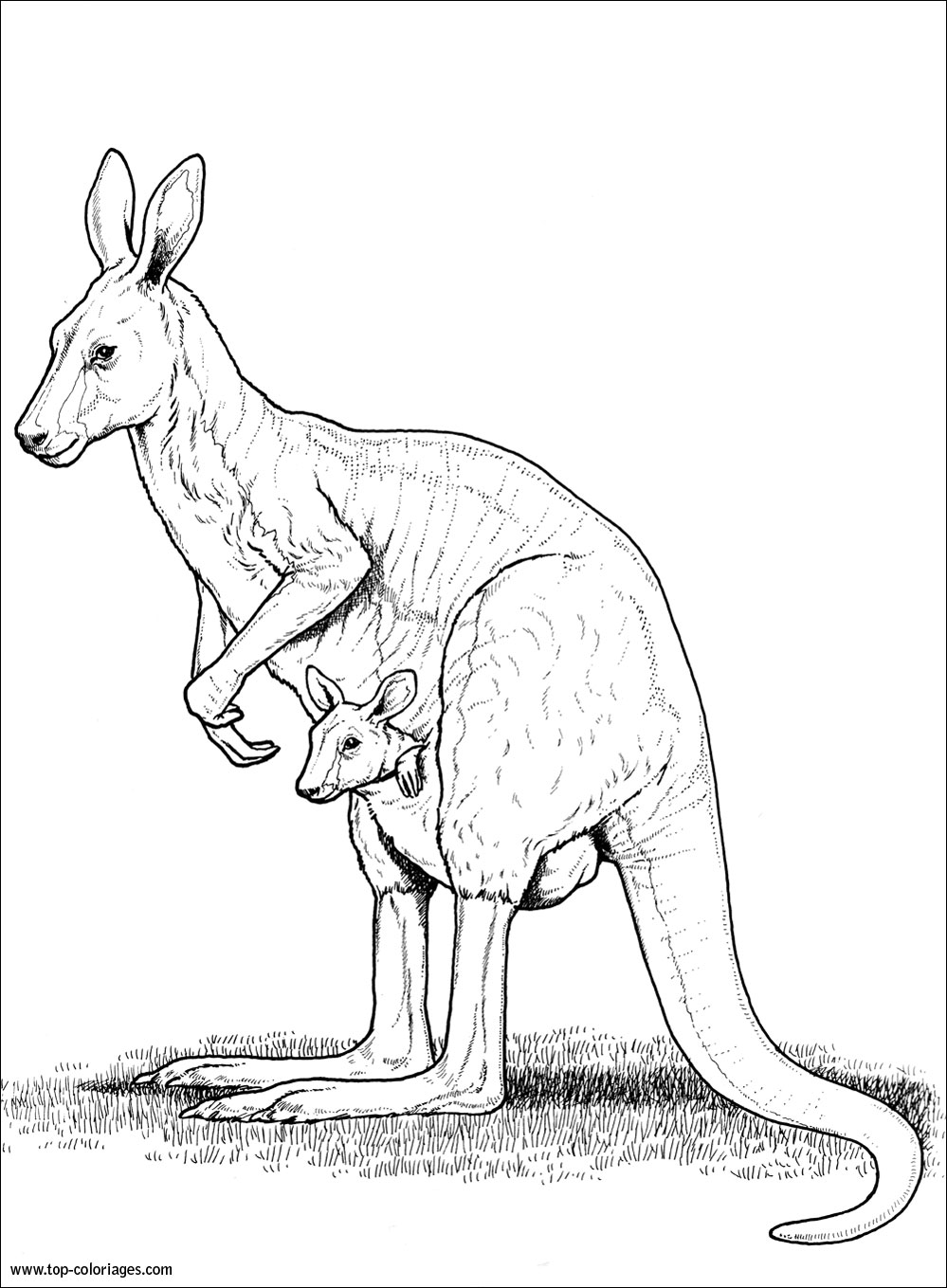 37 Fun Kangaroo Coloring Pages for Kids Printable 28