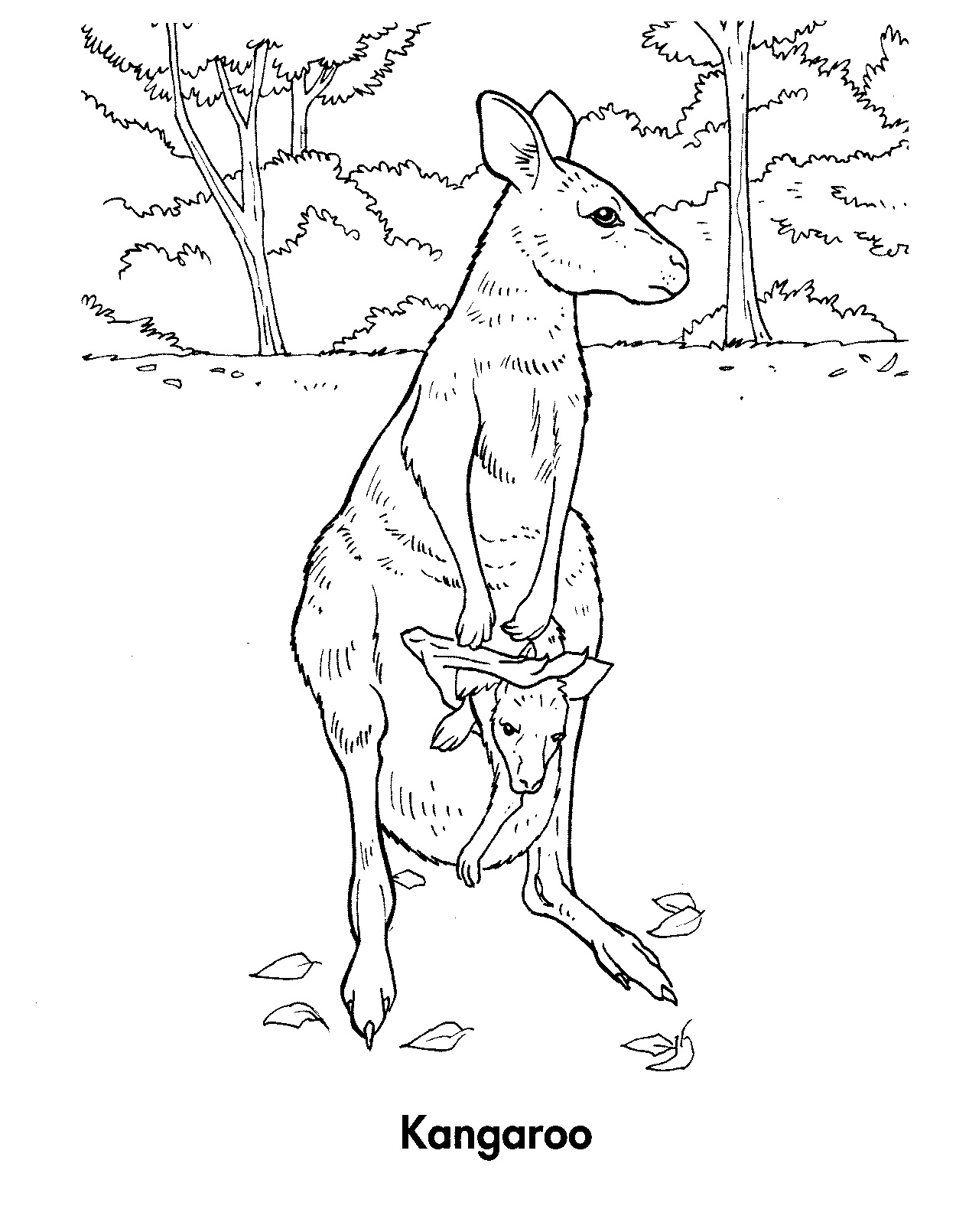 37 Fun Kangaroo Coloring Pages for Kids Printable 31