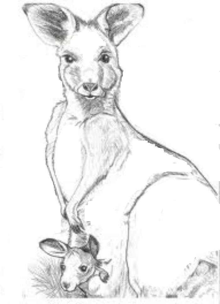 37 Fun Kangaroo Coloring Pages for Kids Printable 6