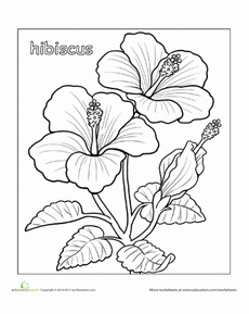 38 Hibiscus Coloring Pages for Kids Printable 11