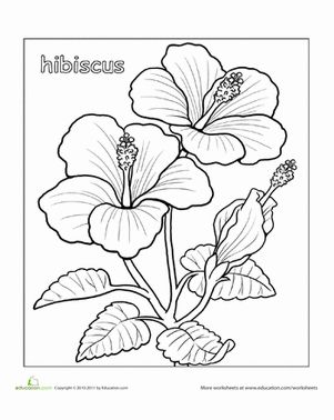 38 Hibiscus Coloring Pages for Kids Printable 17