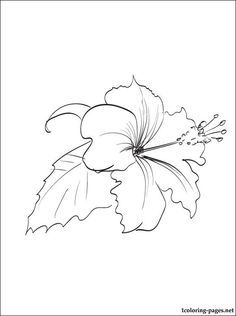 38 Hibiscus Coloring Pages for Kids Printable 18