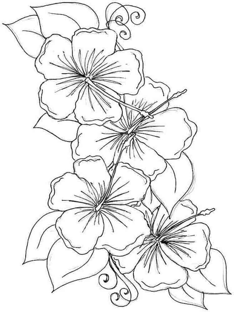 38 Hibiscus Coloring Pages for Kids Printable 2