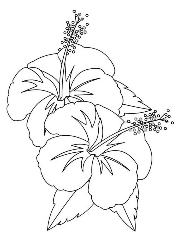 38 Hibiscus Coloring Pages for Kids Printable 22