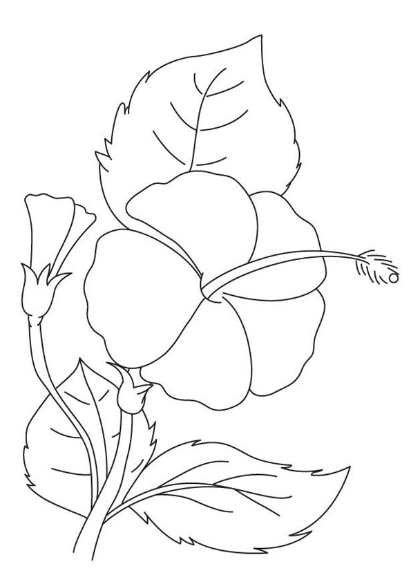 38 Hibiscus Coloring Pages for Kids Printable 23