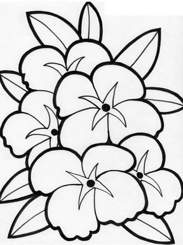 38 Hibiscus Coloring Pages for Kids Printable 27