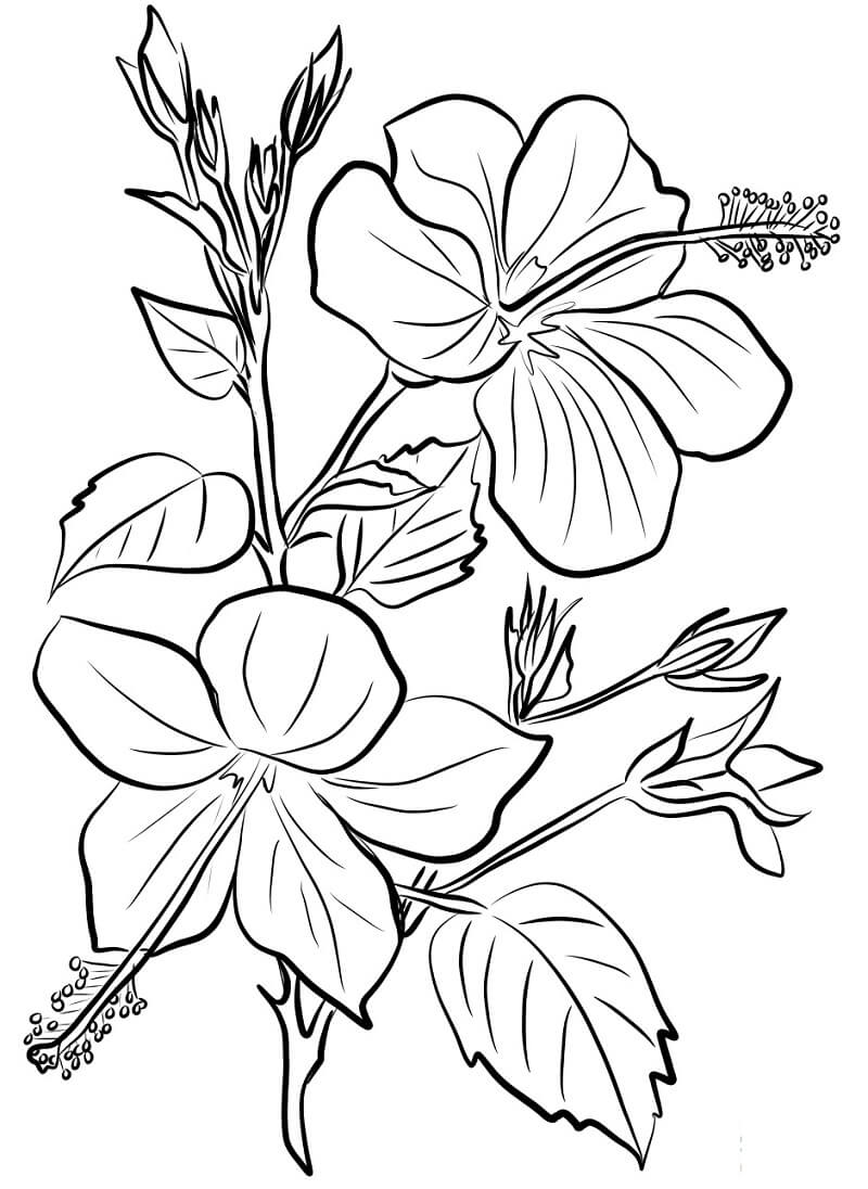 38 Hibiscus Coloring Pages for Kids Printable 3