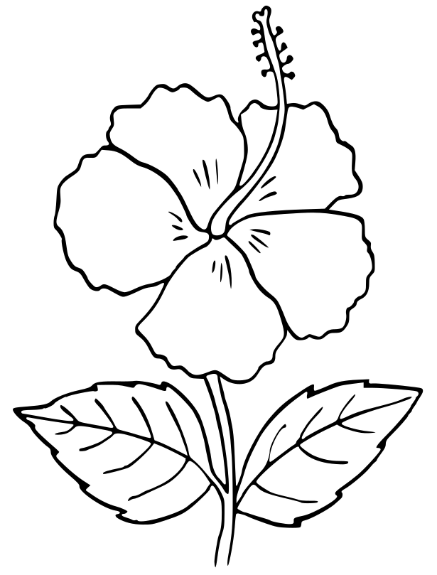 38 Hibiscus Coloring Pages for Kids Printable 32