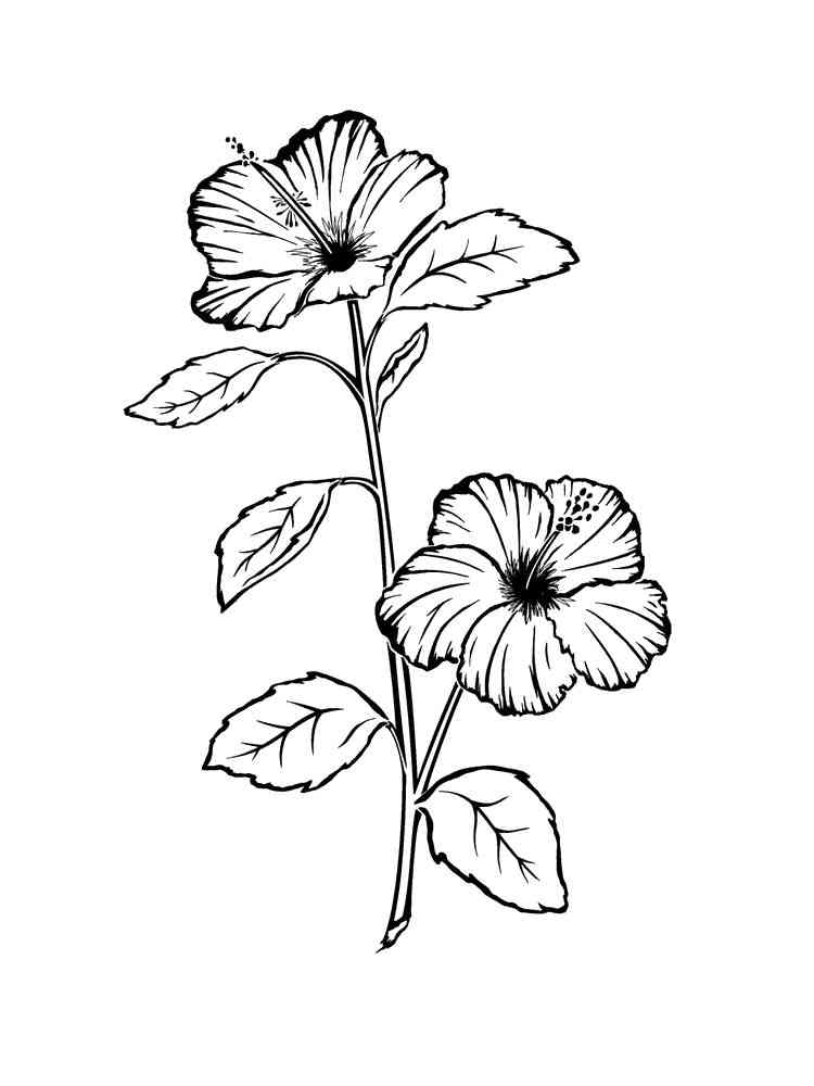 38 Hibiscus Coloring Pages for Kids Printable 4