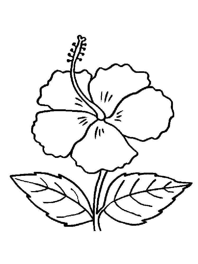 38 Hibiscus Coloring Pages for Kids Printable 5