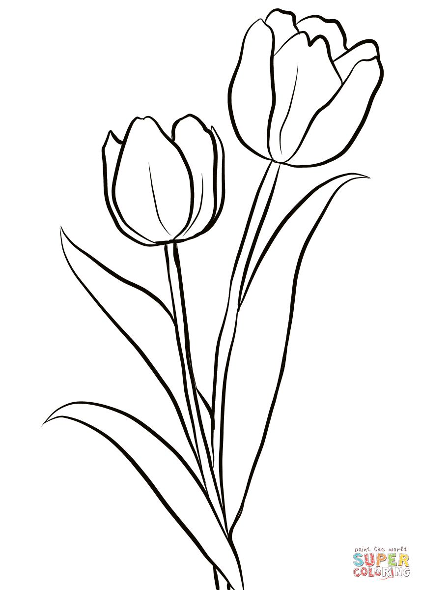 38 Tulip Coloring Pages Printable 12