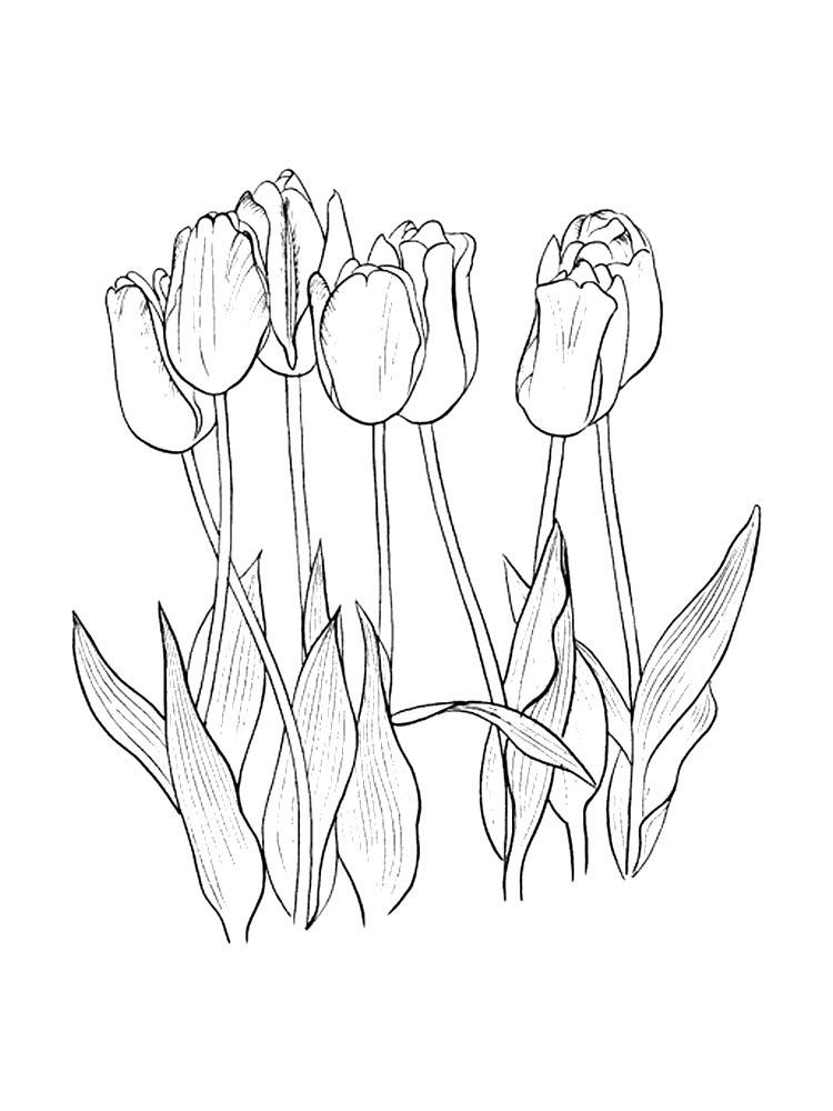 38 Tulip Coloring Pages Printable 13