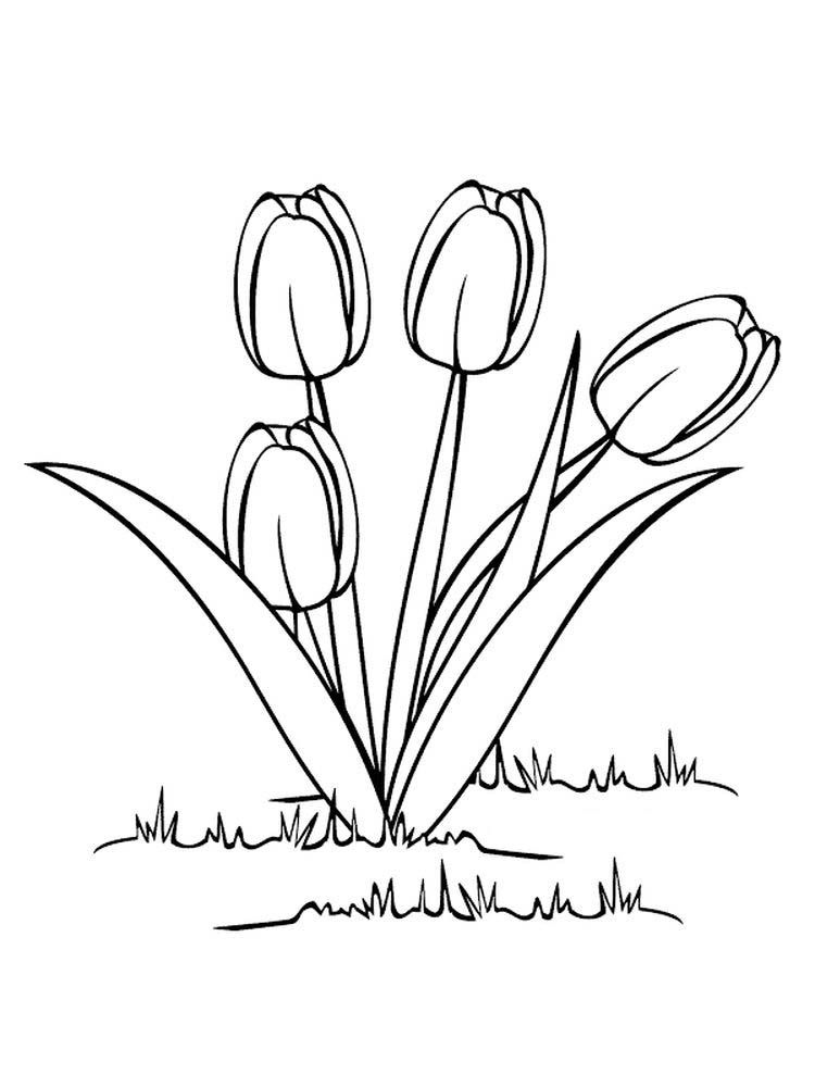 38 Tulip Coloring Pages Printable 14