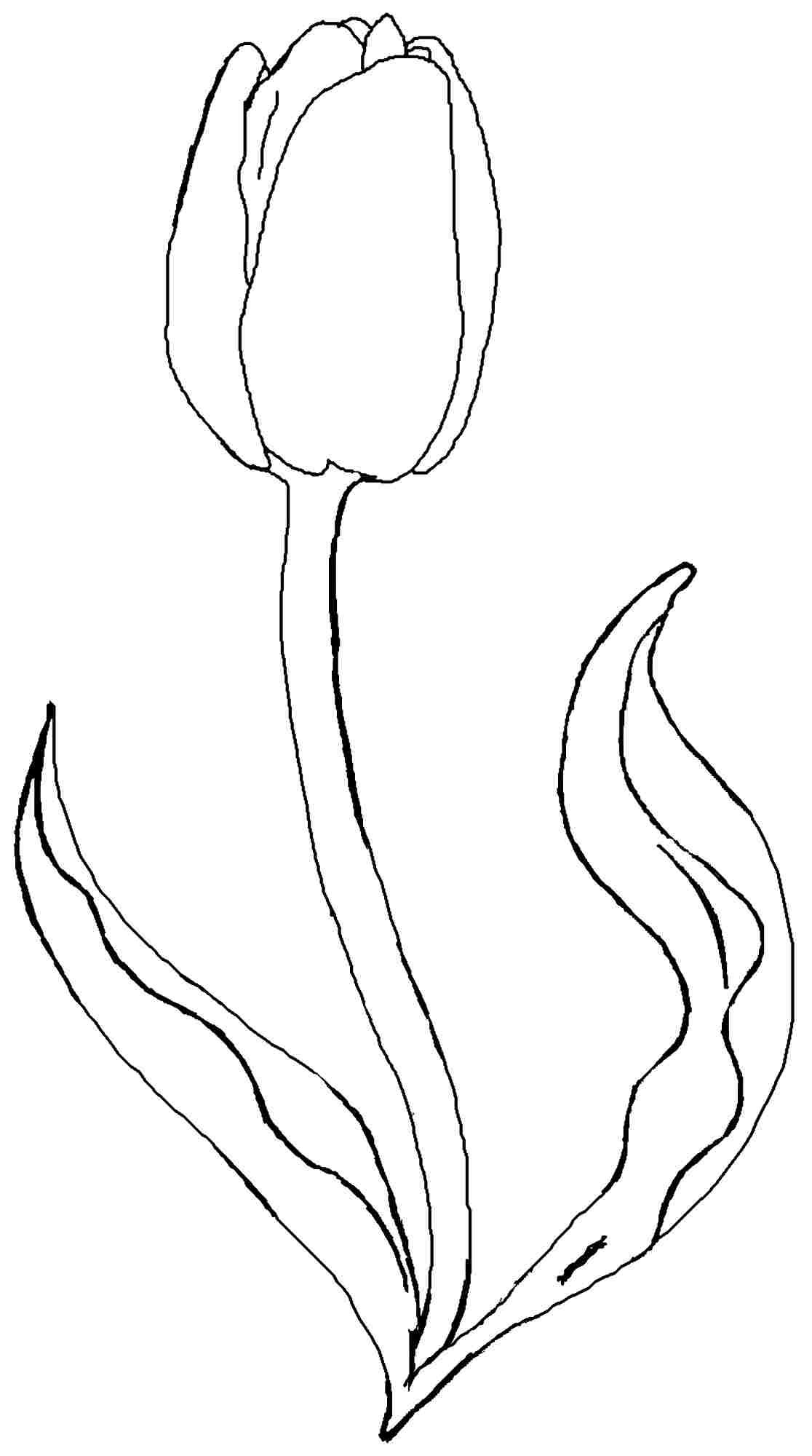 38 Tulip Coloring Pages Printable 15