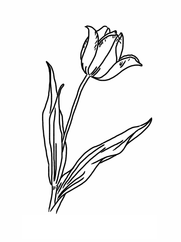 38 Tulip Coloring Pages Printable 18