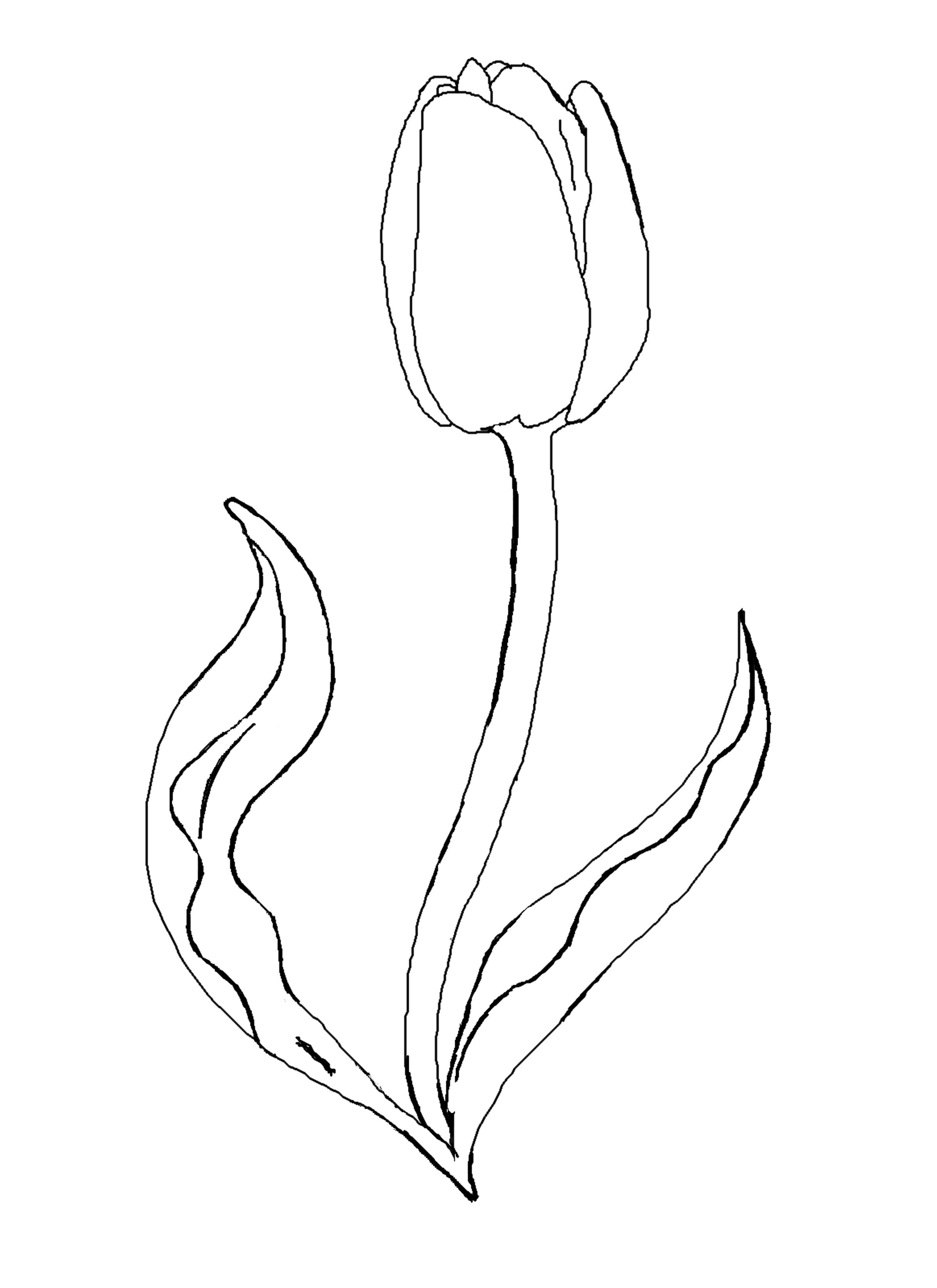 38 Tulip Coloring Pages Printable 2