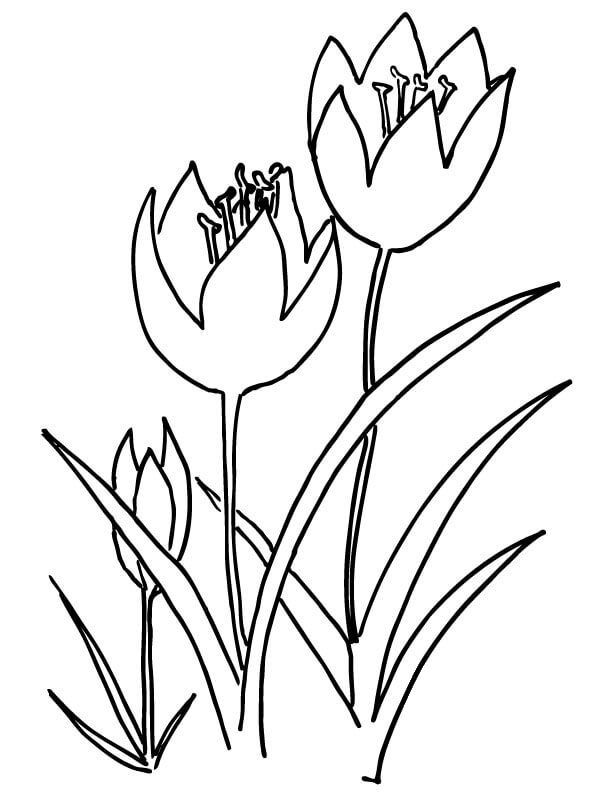 38 Tulip Coloring Pages Printable 22