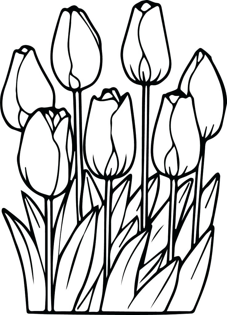 38 Tulip Coloring Pages Printable 24