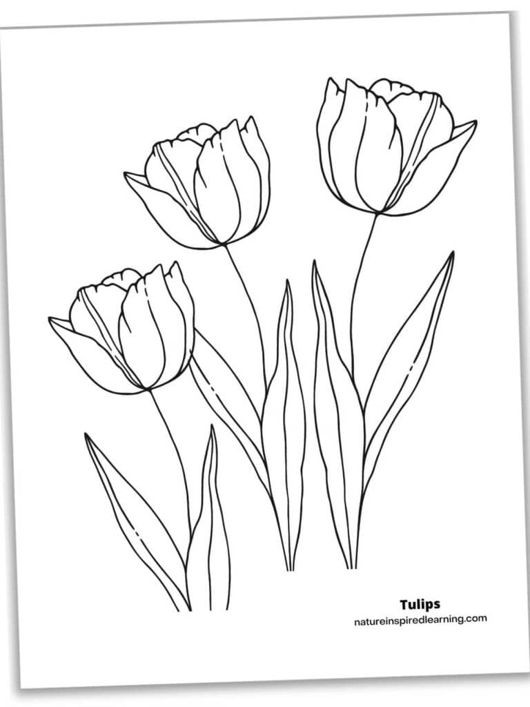 38 Tulip Coloring Pages Printable 26