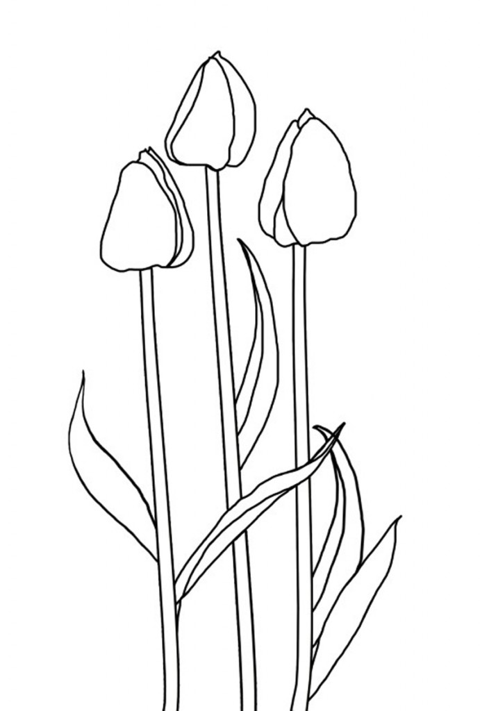 38 Tulip Coloring Pages Printable 27