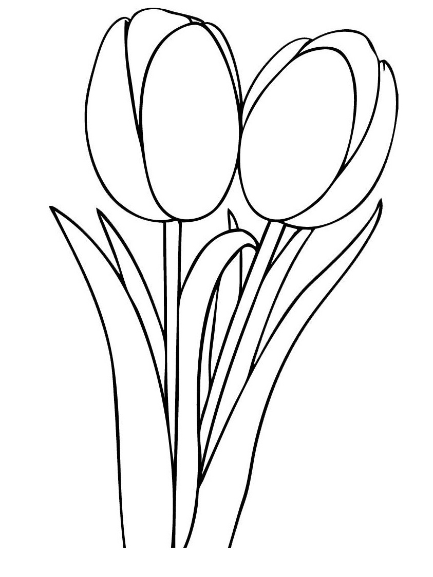 38 Tulip Coloring Pages Printable 30