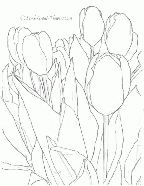 38 Tulip Coloring Pages Printable 31