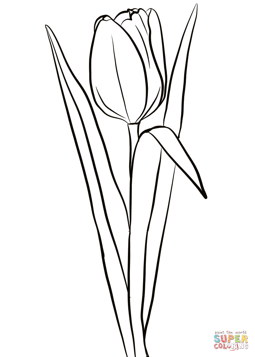 38 Tulip Coloring Pages Printable 33