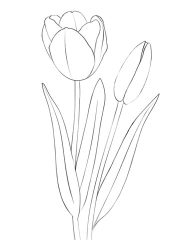 38 Tulip Coloring Pages Printable 35