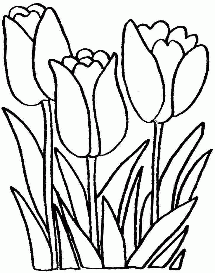 38 Tulip Coloring Pages Printable 5