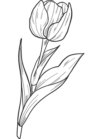 38 Tulip Coloring Pages Printable 6