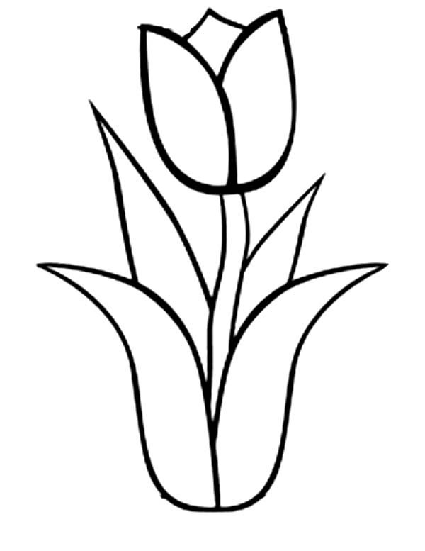 38 Tulip Coloring Pages Printable 8