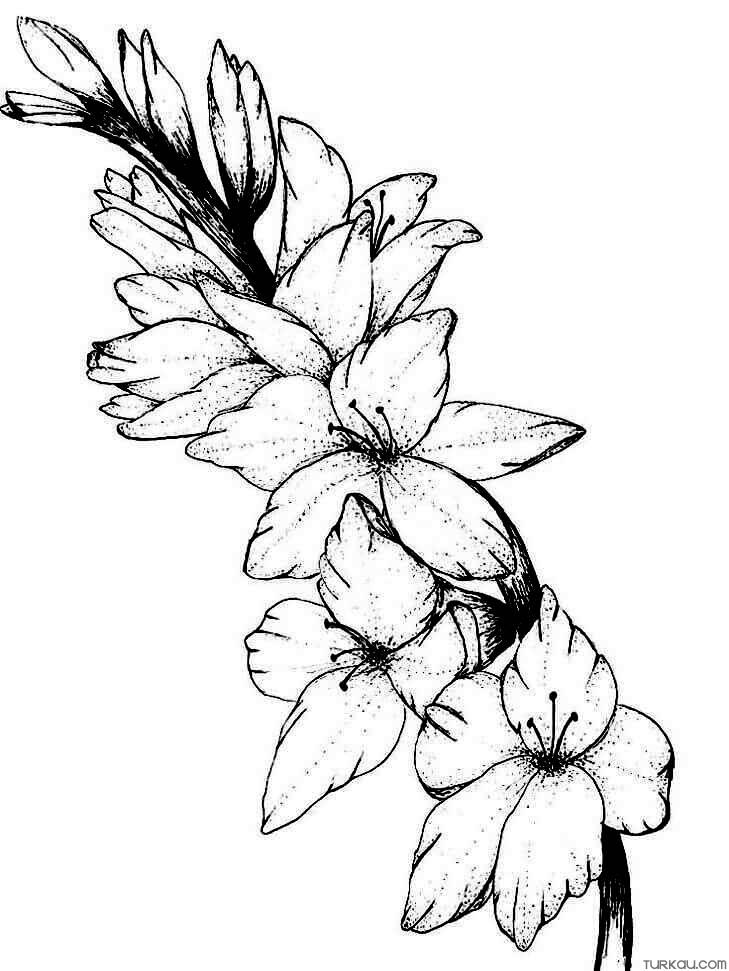 39 Beautiful Flower Coloring Pages Printable 18