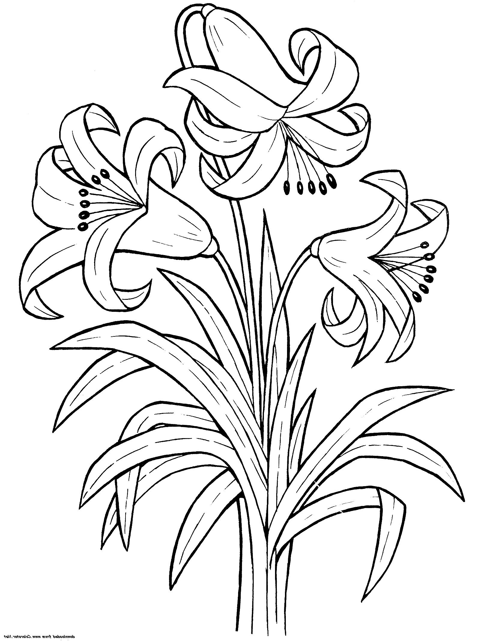 39 Beautiful Flower Coloring Pages Printable 34