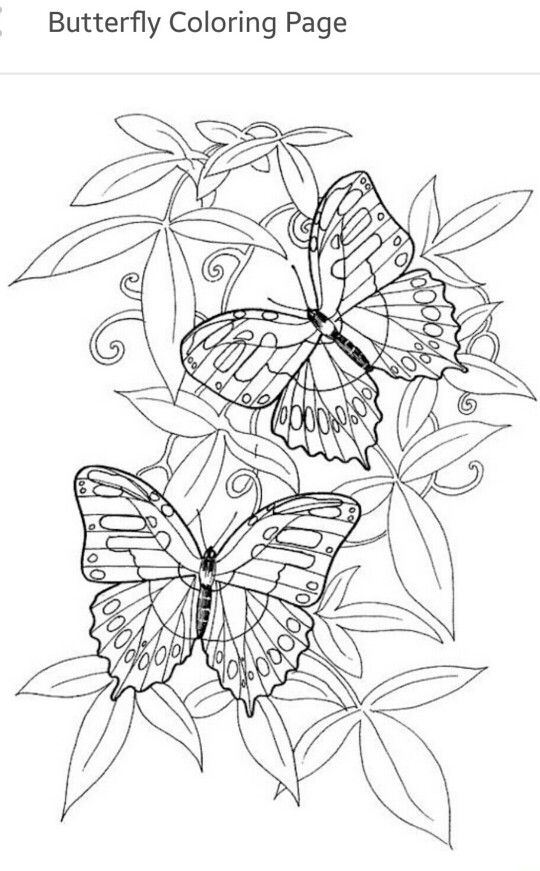 31 Beautiful Butterfly Coloring Pages Printable 17